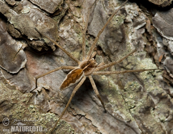 Lovčík hajní (Pisaura mirabilis)