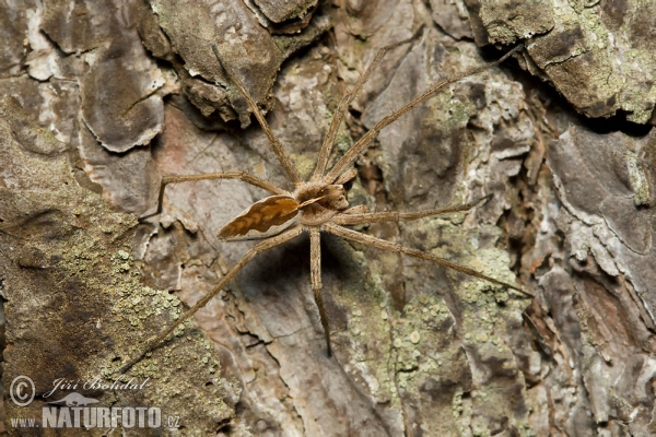 Lovčík hajní (Pisaura mirabilis)