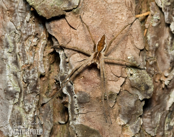 Lovčík hajní (Pisaura mirabilis)