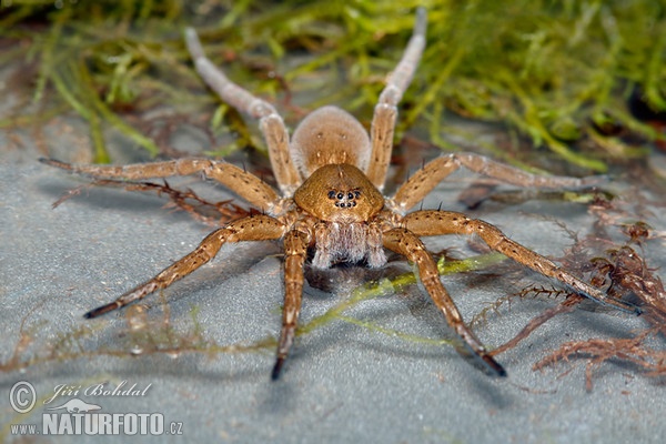 Lovčík mokřadní (Dolomedes plantarius)