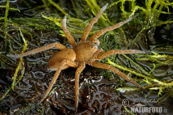 Lovčík mokřadní (Dolomedes plantarius)