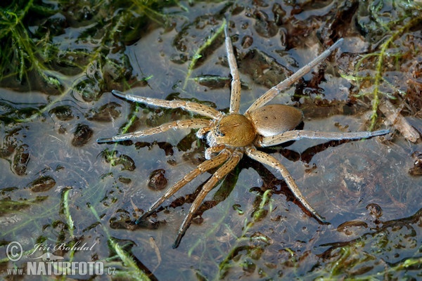 Lovčík mokřadní (Dolomedes plantarius)