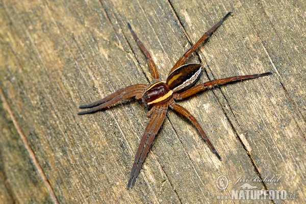 Lovčík vodní (Dolomedes fimbriatus)