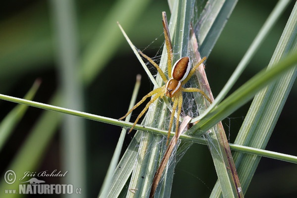 Lovčík vodní (Dolomedes fimbriatus)