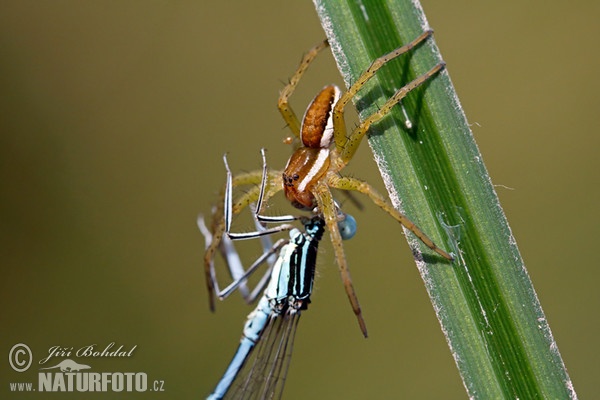 Lovčík vodní (Dolomedes fimbriatus)