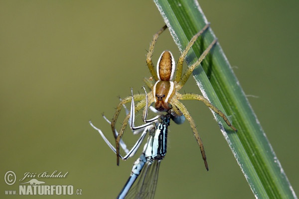 Lovčík vodní (Dolomedes fimbriatus)