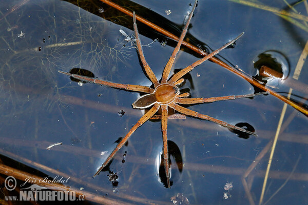 Lovčík vodní (Dolomedes fimbriatus)