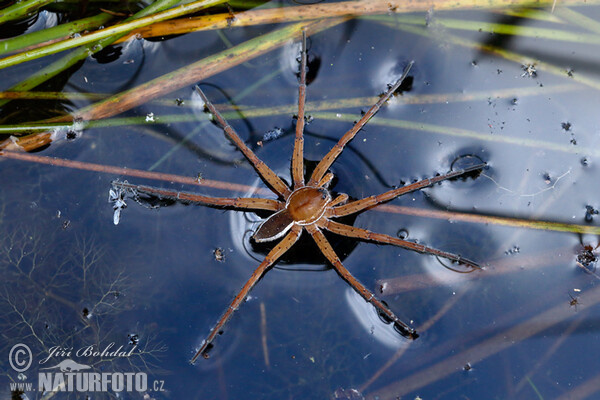 Lovčík vodní (Dolomedes fimbriatus)