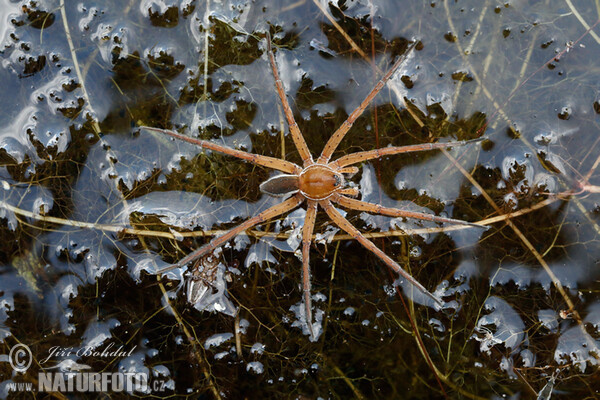 Lovčík vodní (Dolomedes fimbriatus)