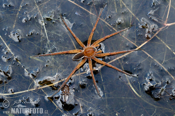 Lovčík vodní (Dolomedes fimbriatus)