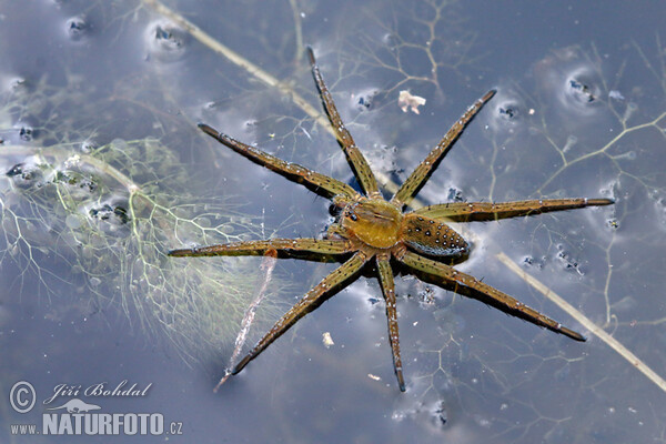 Lovčík vodní (Dolomedes fimbriatus)