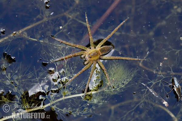 Lovčík vodní (Dolomedes fimbriatus)