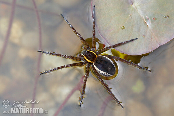 Lovčík vodní (Dolomedes fimbriatus)