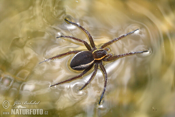 Lovčík vodní (Dolomedes fimbriatus)