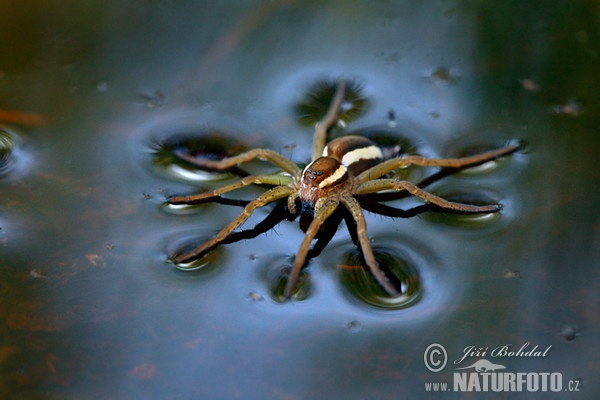 Lovčík vodní (Dolomedes fimbriatus)