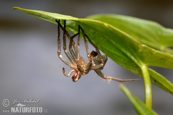 Lovčík vodní -svlečka (Dolomedes fimbriatus)