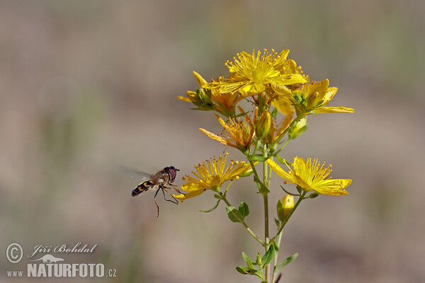 Ľubovník bodkovaný (Hypericum perforatum)