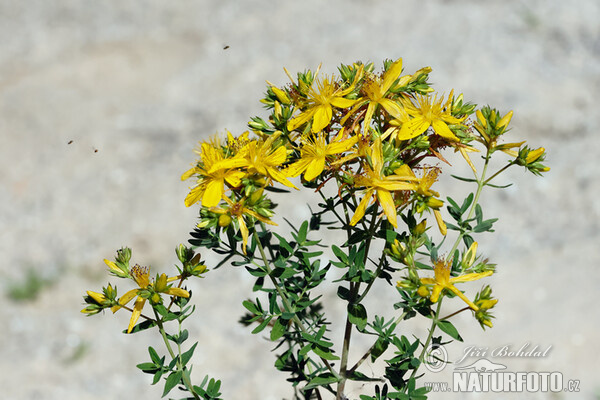 Ľubovník bodkovaný (Hypericum perforatum)