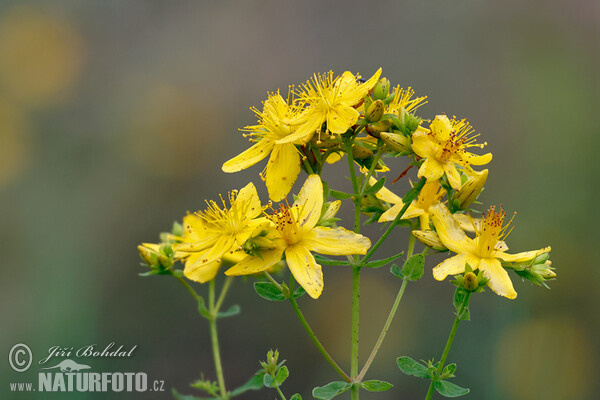 Ľubovník bodkovaný (Hypericum perforatum)
