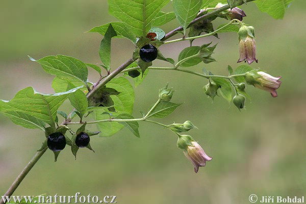 Ľuľkovec zlomocný (Atropa bella-donna)