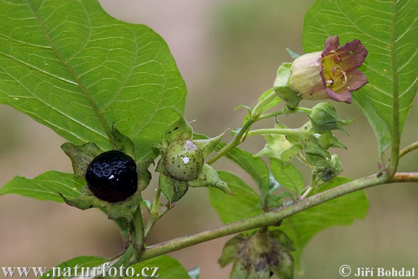 Ľuľkovec zlomocný (Atropa bella-donna)