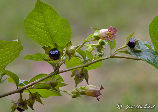 Ľuľkovec zlomocný (Atropa bella-donna)