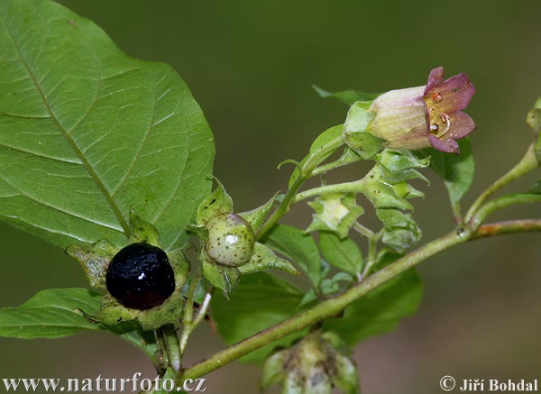 Ľuľkovec zlomocný (Atropa bella-donna)