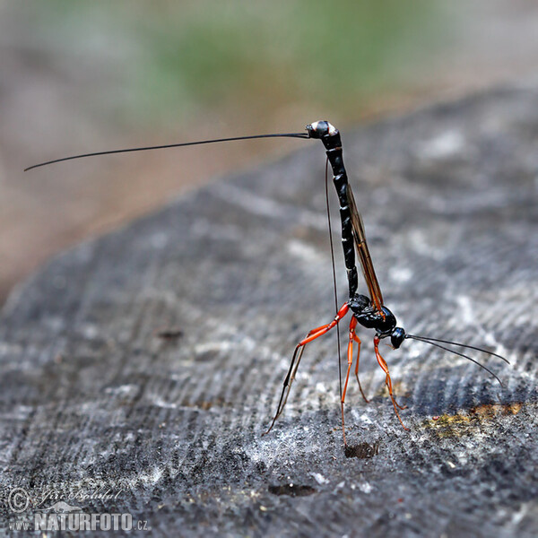 Lumek (Dolichomitus mesocentrus)