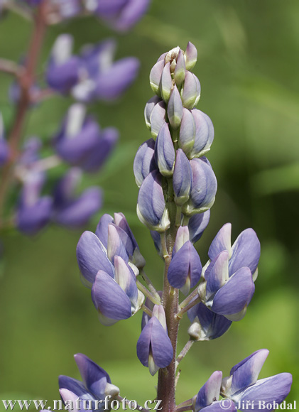 Lupina mnoholistá (Lupinus polyphyllus)