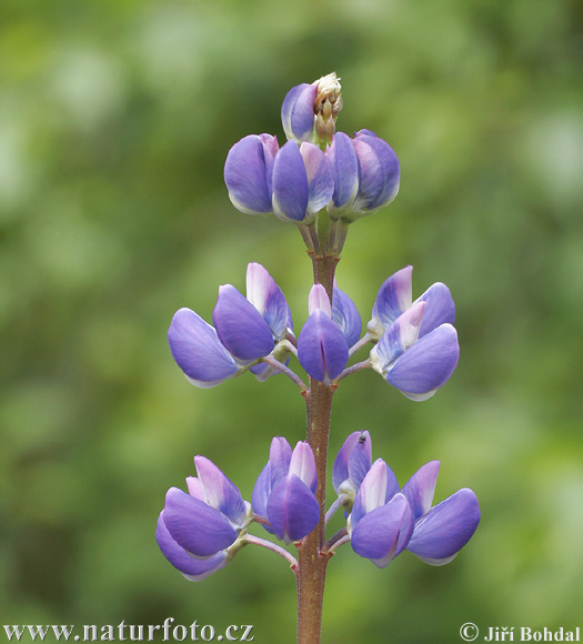 Lupina mnoholistá (Lupinus polyphyllus)