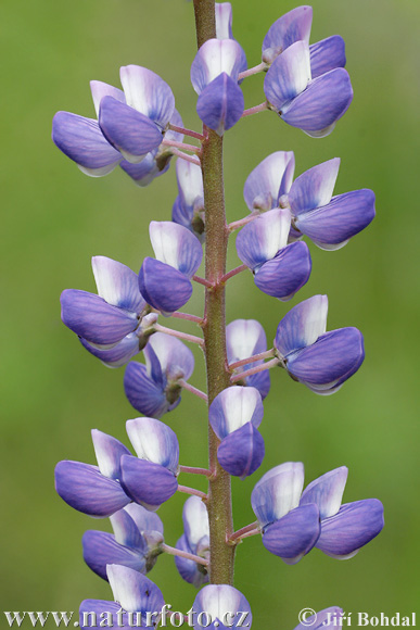 Lupina mnoholistá (Lupinus polyphyllus)