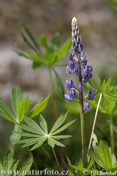 Lupina mnoholistá (Lupinus polyphyllus)