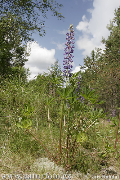 Lupina mnoholistá (Lupinus polyphyllus)