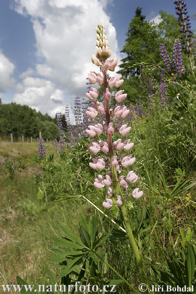 Lupina mnoholistá (Lupinus polyphyllus)