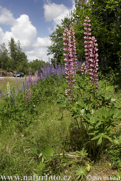 Lupina mnoholistá (Lupinus polyphyllus)