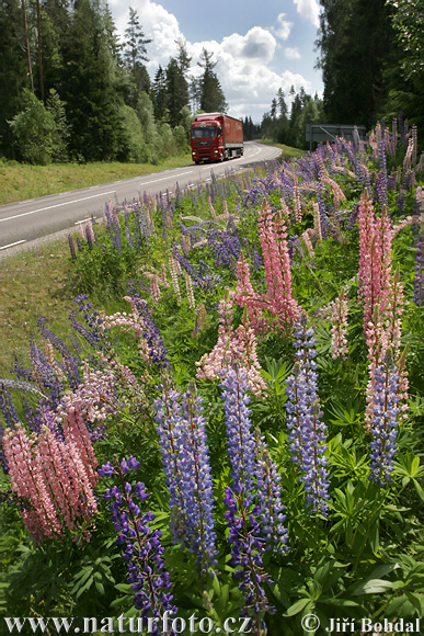 Lupina mnoholistá (Lupinus polyphyllus)