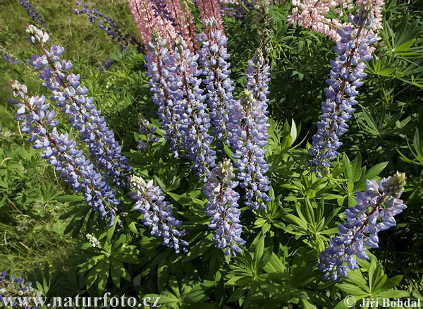 Lupina mnoholistá (Lupinus polyphyllus)