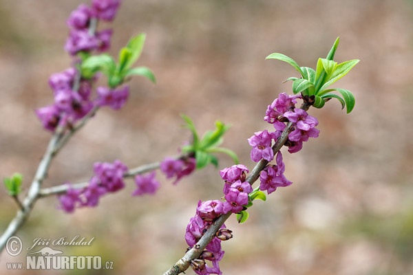 Lýkovec jedovatý (Daphne mezereum)