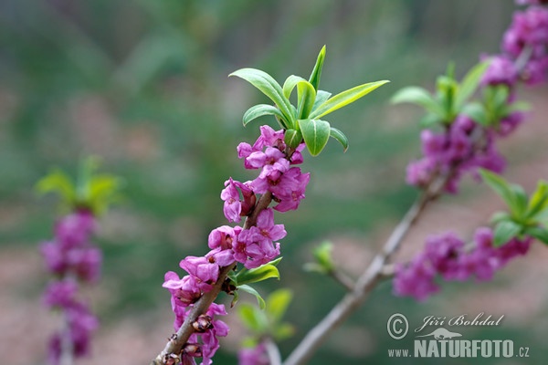 Lýkovec jedovatý (Daphne mezereum)