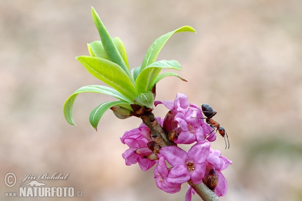 Lýkovec jedovatý (Daphne mezereum)