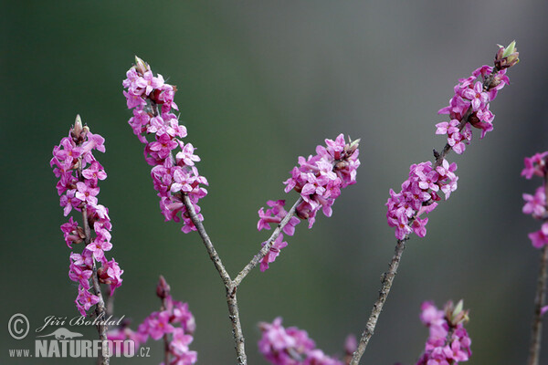 Lýkovec jedovatý (Daphne mezereum)