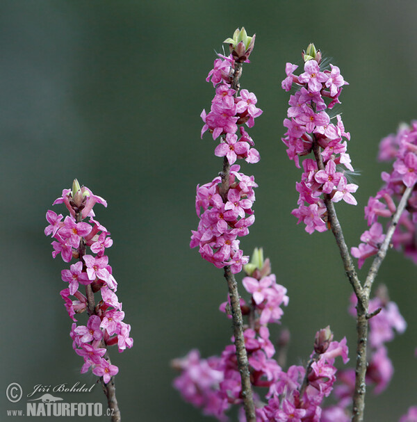 Lýkovec jedovatý (Daphne mezereum)