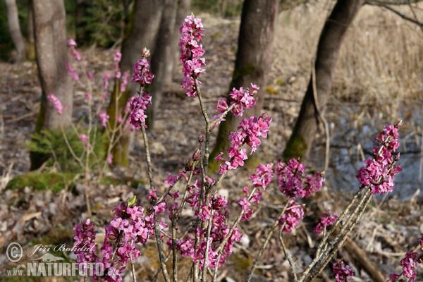 Lýkovec jedovatý (Daphne mezereum)