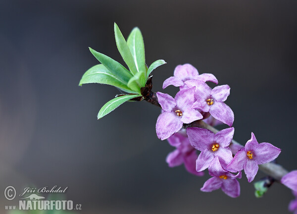 Lýkovec jedovatý (Daphne mezereum)