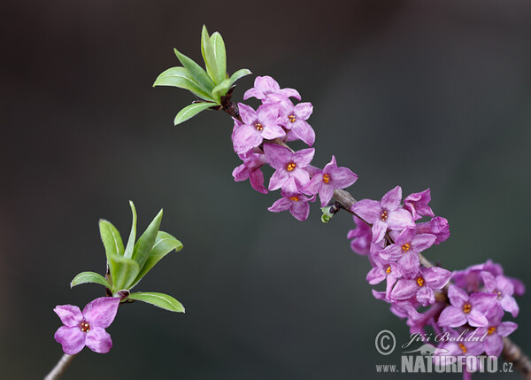 Lýkovec jedovatý (Daphne mezereum)