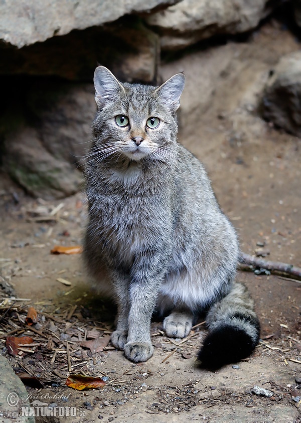 Mačka divá (Felis silvestris)