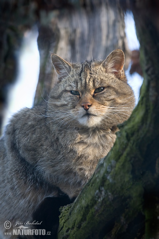 Mačka divá (Felis silvestris)