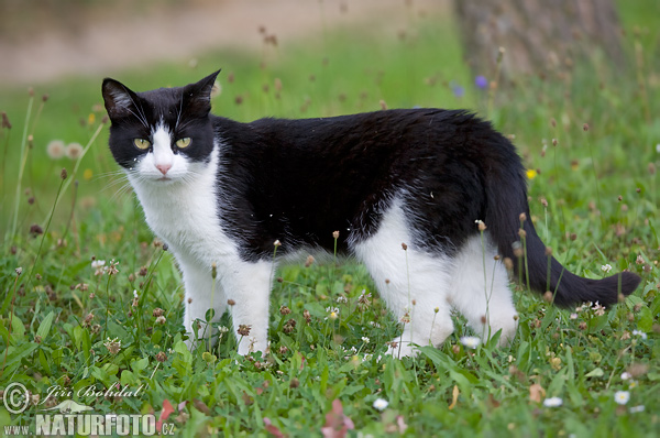 Mačka domáca (Felis silvestris, f. catus)