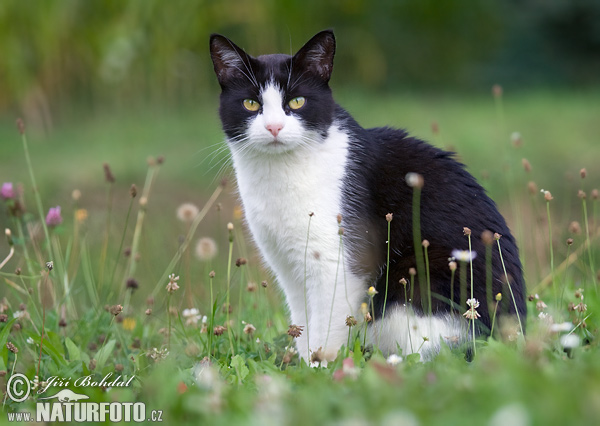 Mačka domáca (Felis silvestris, f. catus)