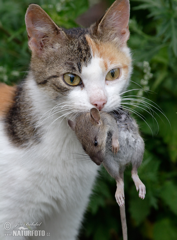 Mačka domáca (Felis silvestris, f. catus)